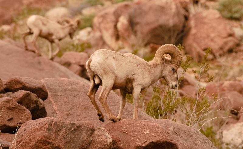 Desert Bighorn Sheep-5972 - UNTITLED ©2010 Dan Stevenson